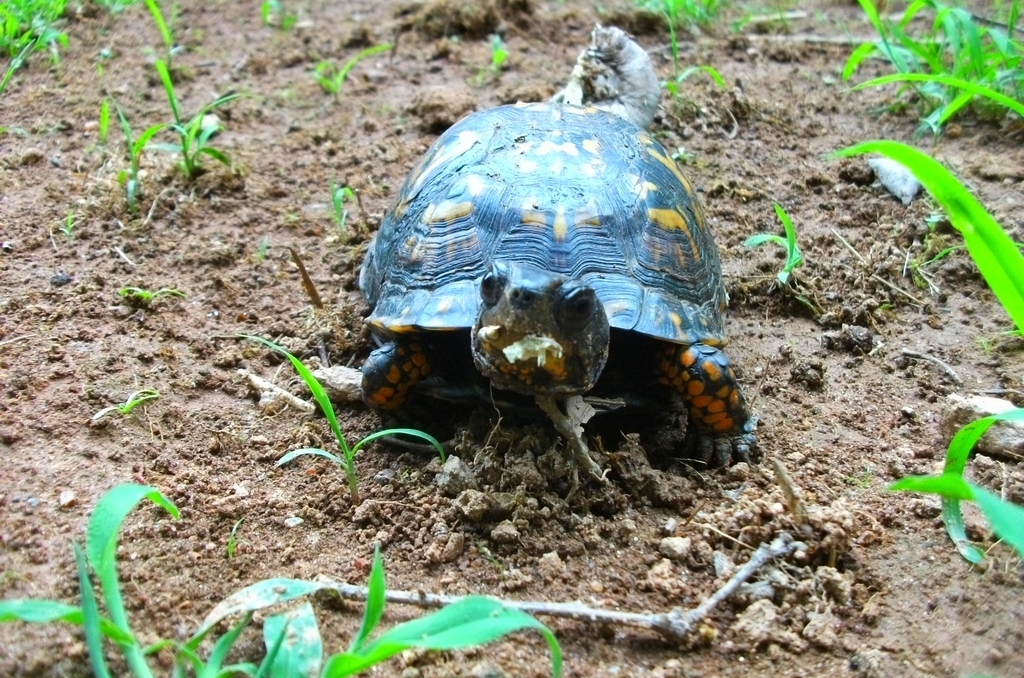 Eastern Box Turtle - I've seen 4 on the property so far